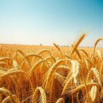 A golden field of ripened grain under a clear blue sky, representing agriculture and prosperity in Argentina.